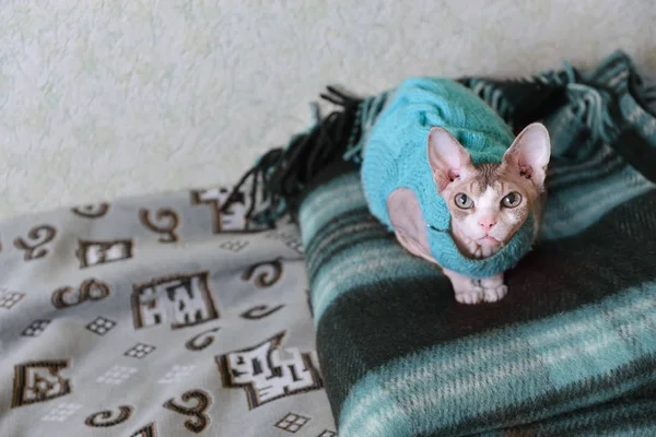 Kočka Kanadské sfingy na sobě svetr, sedí na deky — Stock fotografie