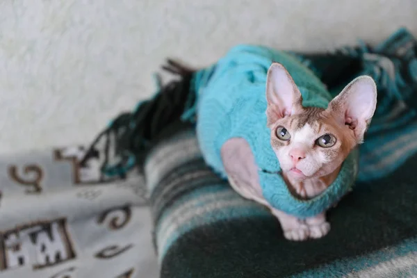 セーター、毛布の上に座ってカナダ スフィンクスの猫 — ストック写真