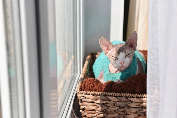 Gatto sfinge canadese in un maglione si siede su una finestra in un cesto — Foto Stock