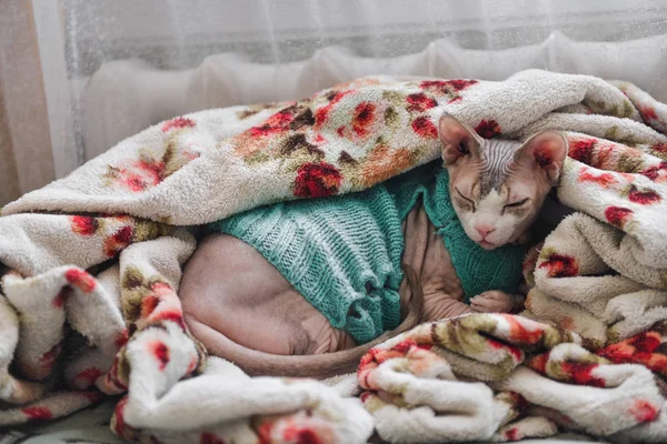 Gatto Sphynx si trova sul letto in una coperta vicino al radiatore — Foto Stock