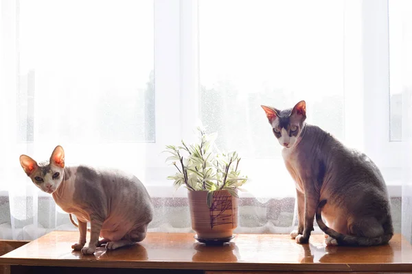 At of the Canadian sphinx sits indoors near the window — Stock Photo, Image