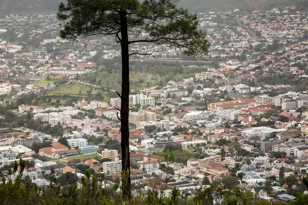 Cape Town vadisinin arka planında yalnız bir ağaç. Masa Dağı 'nın tepesini kara bulutlar kapladı. Dağdan Cape Town şehrine. Güney Afrika