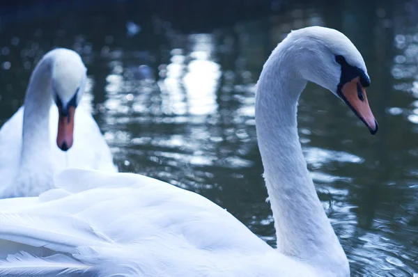 Bild på två svanar som simmar i en damm. Bokeh. — Stockfoto