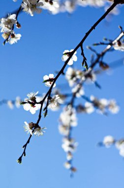 Kartpostallar, posterler, duvar kağıtları için çiçek açan bir ağacın güzel görüntüsü. Bahar.