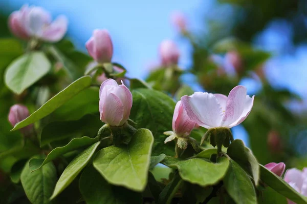 Apple tree blossom. Bokeh blur in the background. Spring. — Stock Photo, Image