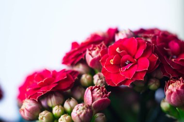 Kalanchoe çiçek açmış. Arka planda Bokeh bulanıklığı. Bahar. Duvar Kağıdı.