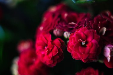 Kalanchoe çiçek açmış. Arka planda Bokeh bulanıklığı. Bahar.