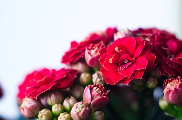 Kalanchoe Bloom Bokeh Blur Background Spring Wallpaper — Stock Photo, Image