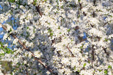 Elma ağacı çiçeği. Arka planda Bokeh bulanıklığı. Bahar. Duvar Kağıdı.