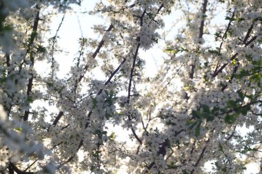 Elma ağacı çiçeği. Arka planda Bokeh bulanıklığı. Bahar. Duvar Kağıdı.