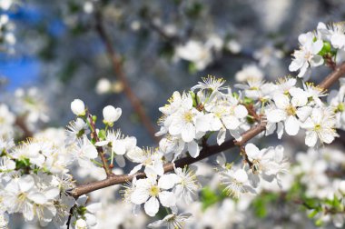 Elma ağacı çiçeği. Arka planda Bokeh bulanıklığı. Bahar. Duvar Kağıdı.
