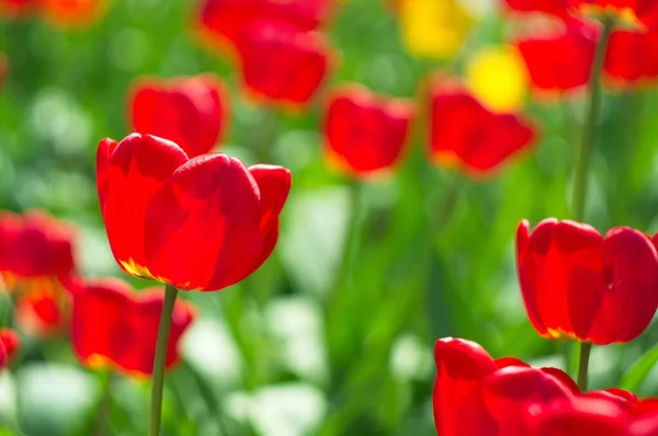 Beautiful Natural Background Tulips Wallpaper Screensavers — Stock Photo, Image