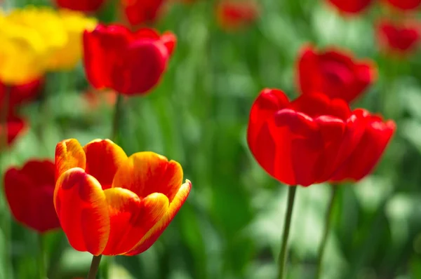 Beautiful Natural Background Tulips Wallpaper Screensavers — Stock Photo, Image