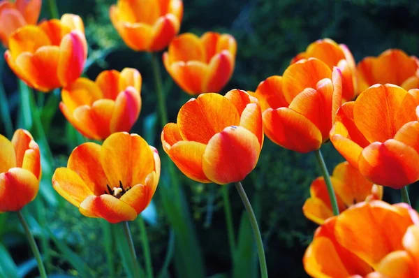 Schönen Natürlichen Hintergrund Mit Tulpen Wallpaper Für Bildschirmschoner — Stockfoto