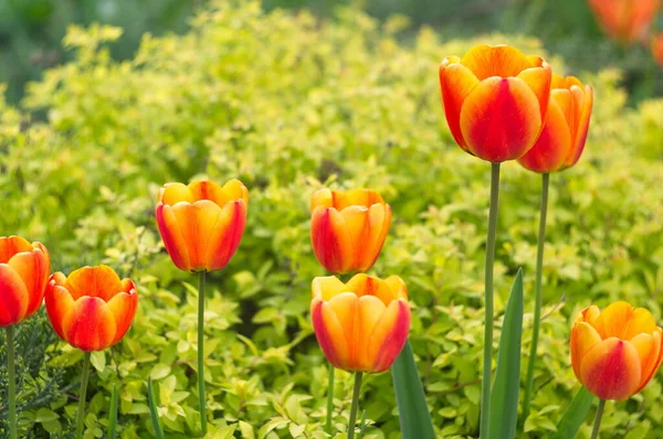Beautiful Natural Background Tulips Wallpaper Screensavers — Stock Photo, Image