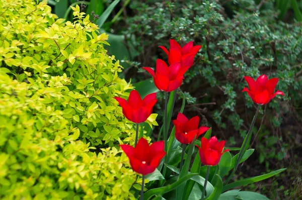 Beautiful Natural Background Tulips Wallpaper Screensavers — Stock Photo, Image