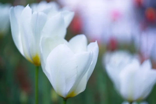 Blooming tulips. Bokeh blur in the background. Spring. Wallpaper for screensavers. — Stock Photo, Image