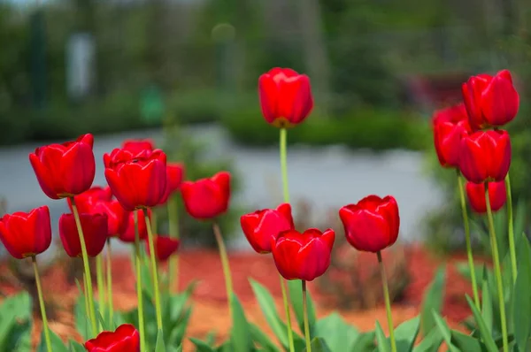 Blooming tulips. Bokeh blur in the background. Spring. Wallpaper for screensavers. — Stock Photo, Image