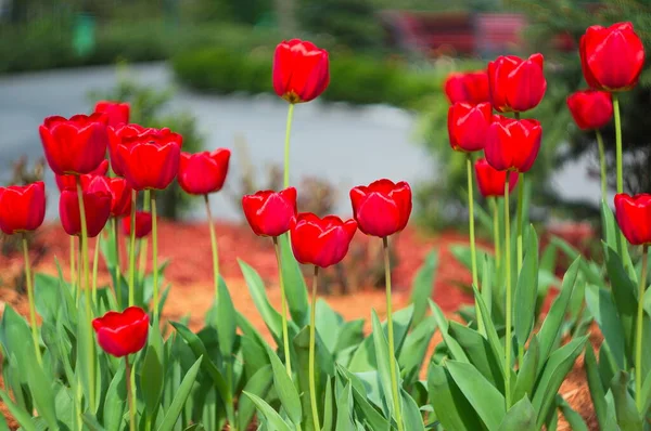 Blooming tulips. Bokeh blur in the background. Spring. Wallpaper for screensavers. — Stock Photo, Image