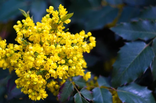 Gele bloemen voor screensaver of achtergrond. Natuur. — Stockfoto