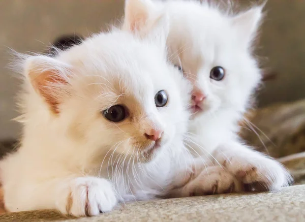 Два белых пушистых котенка крупным планом — стоковое фото