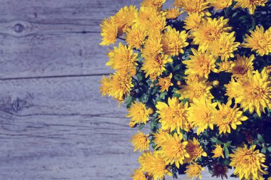 Turuncu krizantem. tonda fotoğraf 