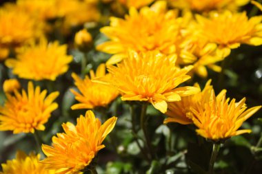 sarı Kasımpatı portre