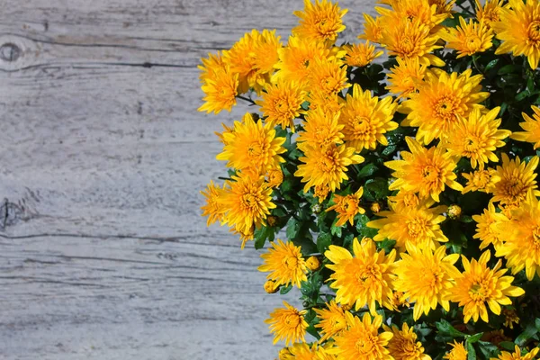 bulanık bir arka plan üzerinde turuncu krizantem