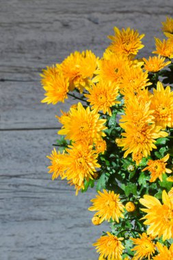 Turuncu krizantem buket closeup bulanık arka plan üzerinde