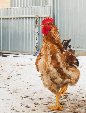 Red Rooster ayakta açık havada