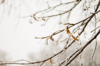 ağaç dalı hoarfrost