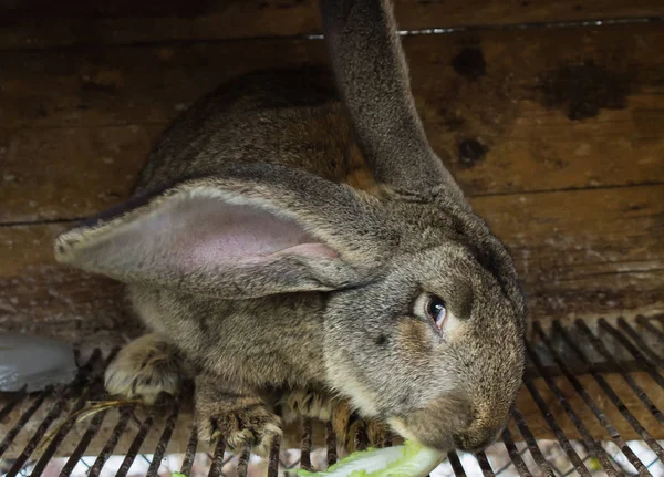 Büyük gri tavşan — Stok fotoğraf