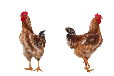 Beyaz bir arka plan üzerinde kırsal horoz duran