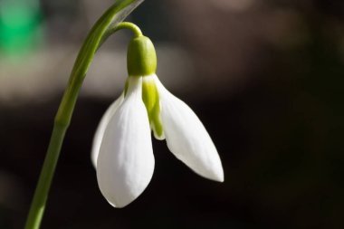 arka plan bulanık kardelen çiçek