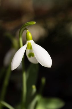 Kardelen çiçek portre