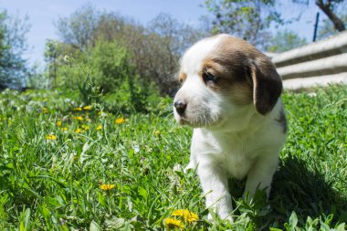 Bahçede yürüyüş yavru Beagle
