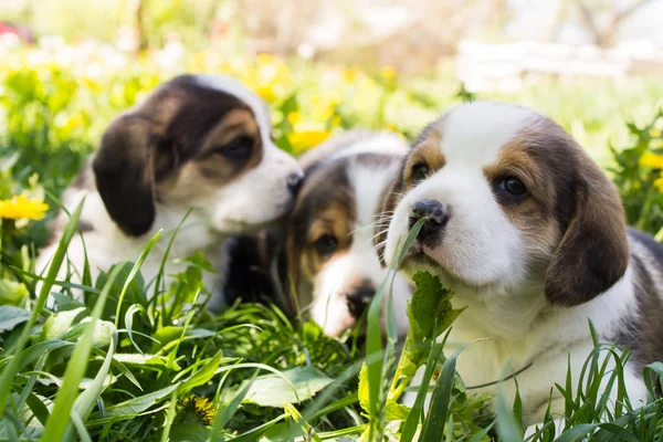 Pequeno cachorro da raça Beagle — Fotografia de Stock