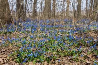 Ormanın içinde çiçek açan scilla