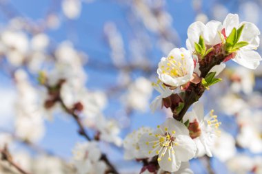 Arka plan bulanık üzerinde çiçek açması kayısı