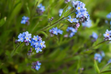 Çiçekler korun üzerinde arka plan bulanık