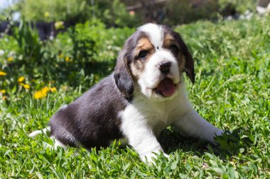 avcılık doğurmak köpek çimenlerde oynarken