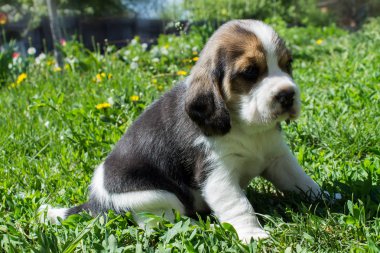 Küçük köpek yavrusu Beagle çim yakın oturan
