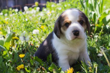 Genç bir Beagle ırkı portresi