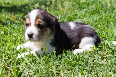 Bir av doğurmak köpek yavrusu otların arasında yatıyor