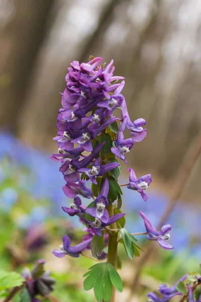 Purple flower Corydalis solida close-up — Stock Photo, Image