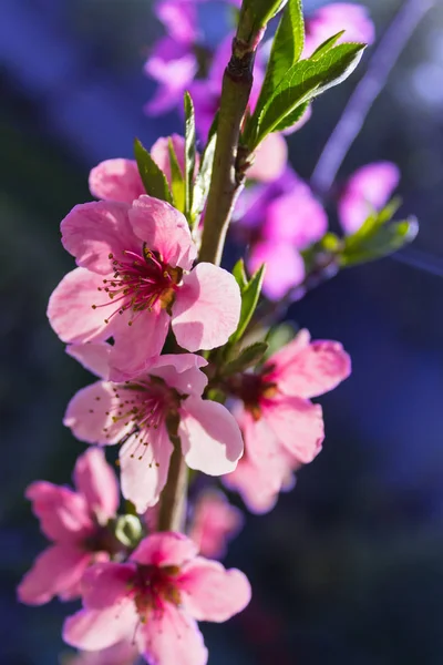 Bir şeftali bulanık bir arka plan üzerinde Şubesi çiçeklenme