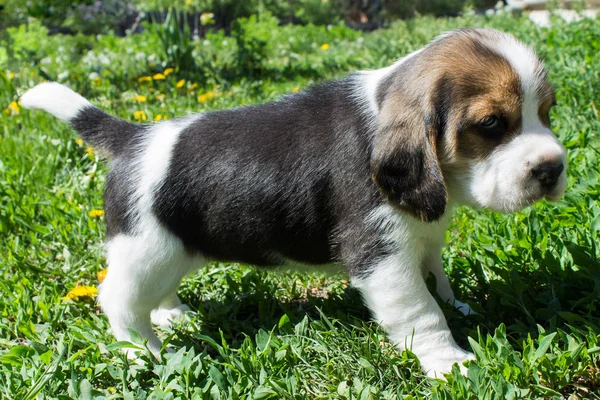 Small puppy of the Beagle breed costs — Stock Photo, Image