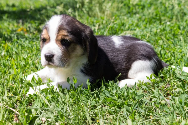 Bir av doğurmak köpek yavrusu otların arasında yatıyor