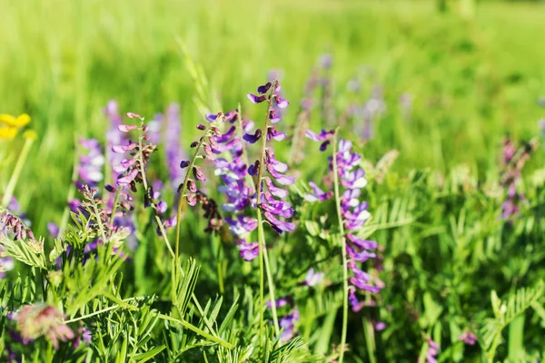Çiçek vahşi bezelye