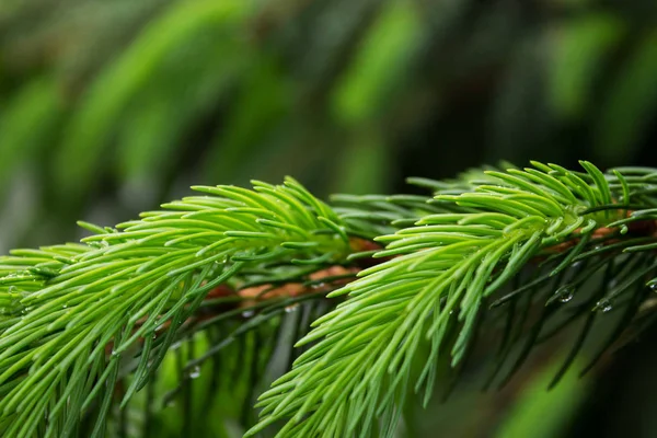 Yağmur yakın çekim sonra çiğ köknar dalı